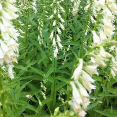 Digitalis lutea