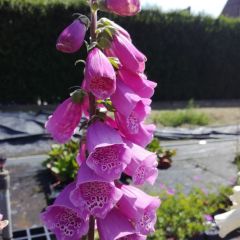 Digitalis purpurea