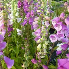 Digitalis purpurea  'Excelsior Hybrids'