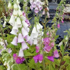 Digitalis purpurea ‘Gloxiniiflora’