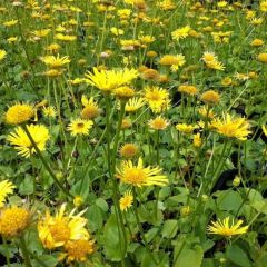 Doronicum orientale ‘Magnificum’