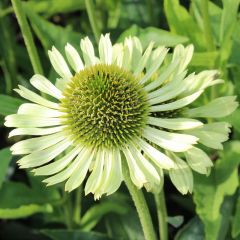 Echinacea 'Green Jewel'