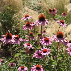 Echinacea purpurea