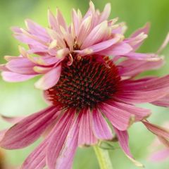 Echinacea purpurea ‘Doubledecker’