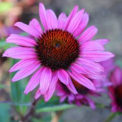 Echinacea purpurea ‘Fatal Attraction’®