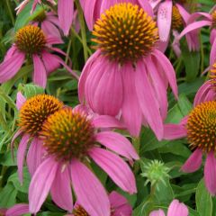 Echinacea purpurea ‘Kim's Knee High’®