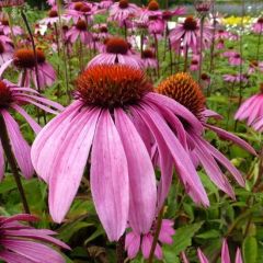 Echinacea purpurea ‘Leuchtstern’