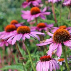 Echinacea purpurea ‘Magnus’