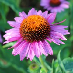 Echinacea purpurea ‘Pica Bella’