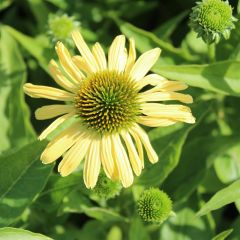 Echinacea purpurea ‘Sunrise’®