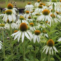 Echinacea purpurea ‘White Swan’