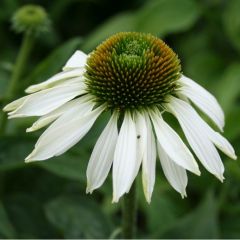 Echinacea purpurea 'Alba'