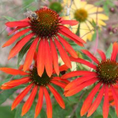 Echinacea purpurea 'Tomato Soup’®