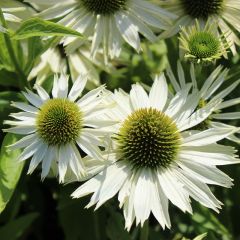 Echinacea purpurea 'Virgin'®