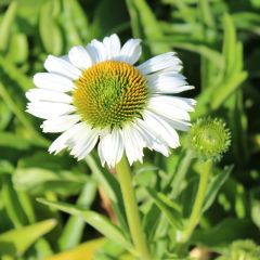 Echinacea purpurea 'White Mediation'®