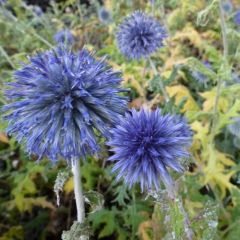 Echinops bannaticus ‘Blue Globe’