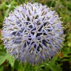 Echinops bannaticus ‘Taplow Blue’