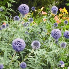 Echinops ritro