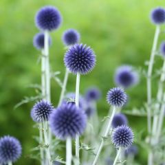 Echinops ritro ‘Veitch’s Blue’