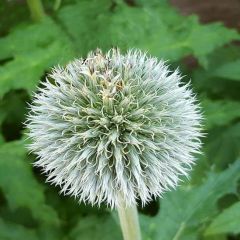 Echinops spaerocephalus ‘Artic Glow’