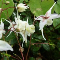 Epimedium grandiflorum