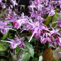 Epimedium grandiflorum ‘Lilafee’