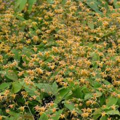 Epimedium hybride 'Amber Queen'