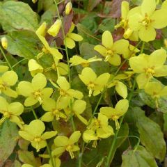 Epimedium perralchicum ‘Frohnleiten’