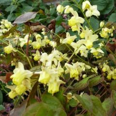 Epimedium pinnatum ‘Black Sea’