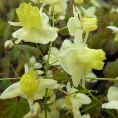 Epimedium pinnatum ssp. colchicum'