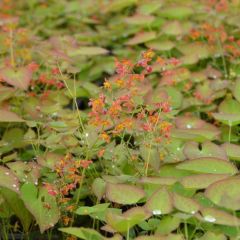 Epimedium pubigerum 'Orangekönigin'