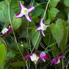 Epimedium rubrum