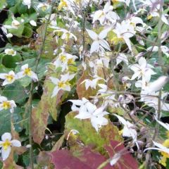 Epimedium stellulatum 'Wudang Star'®