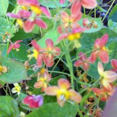 Epimedium warleyense