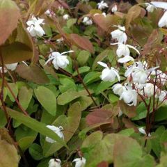 Epimedium youngianum ‘Niveum’