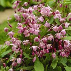 Epimedium youngianum ‘Roseum’