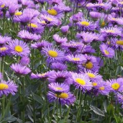 Erigeron ‘Dunkelste Aller’