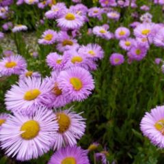 Erigeron ‘Rosa Jewel’