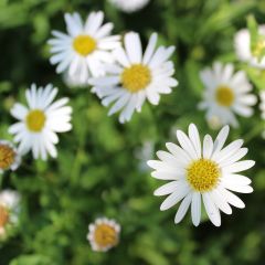 Erigeron karvinskianus