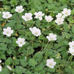 Erodium reichardii ‘Album’