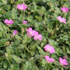 Erodium variabile ‘Bishop’s Form’