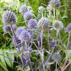 Eryngium planum