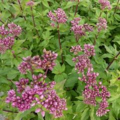 Eupatorium cannabinum ‘Plenum’