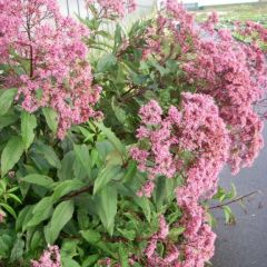 Eupatorium maculatum ‘Riesenschirm’