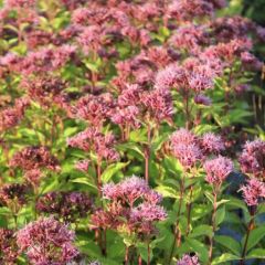 Eupatorium maculatum 'Phantom'®