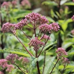 Eupatorium purpureum