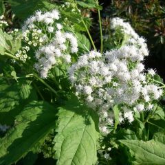 Eupatorium rugosum ‘Braunlaub’