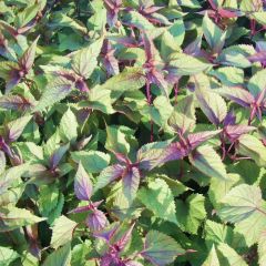 Eupatorium rugosum ‘Chocolate’