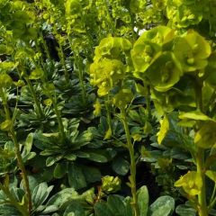 Euphorbia amygdaloides robbiae