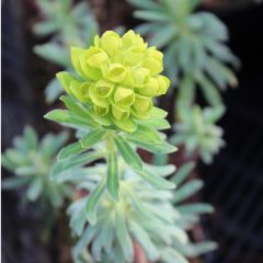 Euphorbia characias